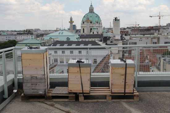 Bienenstöcke am Dach des TU-Freihauses
