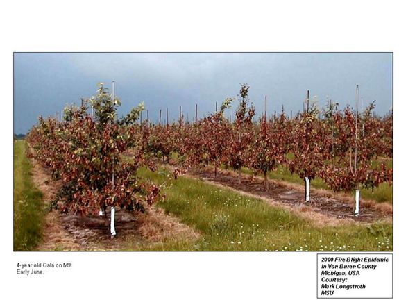 Abb. 1: Befallene Apfelbaumplantage in Van Buren County (Michigan, USA)