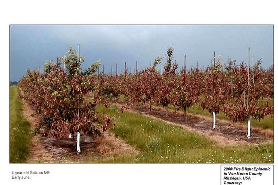 Abb. 1: Befallene Apfelbaumplantage in Van Buren County (Michigan, USA)