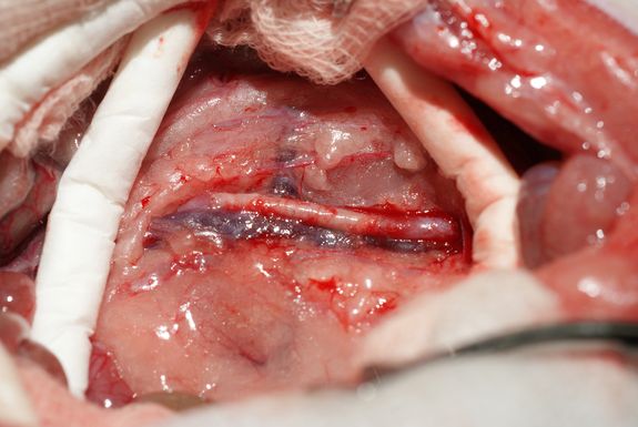 Langzeitversuche an der MedUni zeigen: Auch nach einem Jahr leistet das Blutgefäß noch gute Dienste. (Foto: Helga Bergmeister, MedUni Wien) Langzeitversuche an der MedUni zeigen: Auch nach einem Jahr leistet das Blutgefäß noch gute Dienste. (Foto: Helga Bergmeister, MedUni Wien)