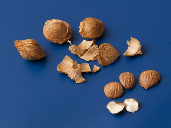 In Marillenkernen verbirgt sich ein mandelartiger Weichkern (unten rechts), der Blausäure enthalten kann.