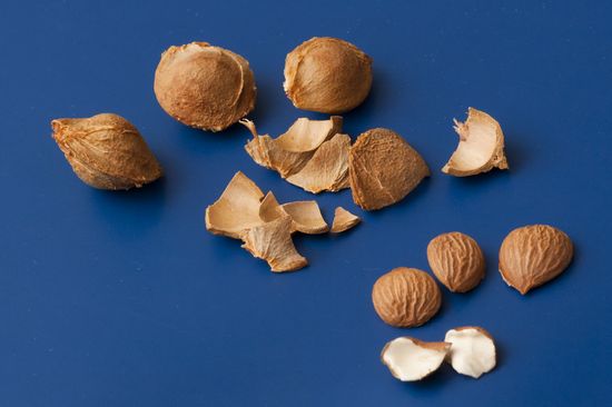 In Marillenkernen verbirgt sich ein mandelartiger Weichkern (unten rechts), der Blausäure enthalten kann.