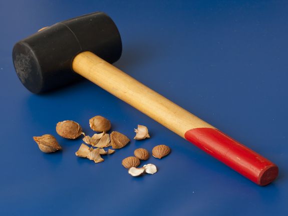 An den Weichkern zu gelangen, ist oft gar nicht so einfach.