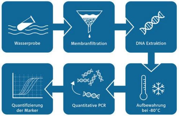 Wassertestverfahren: Wasserprobe, Membranfiltration, DNA Extraktion, Aufbewahrung bei -80 Grad, Quantative PCR, Quantifizierung der Marker