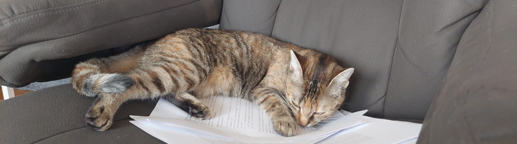 A cat reading math papers.