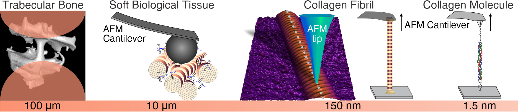 Representation of various components of tissue