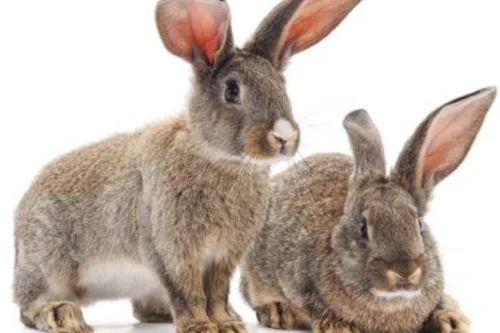 Zwei Kaninchen